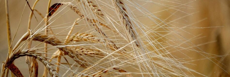 Triticum AC 150: Trigo Produtivo e Sustentável para Portugal