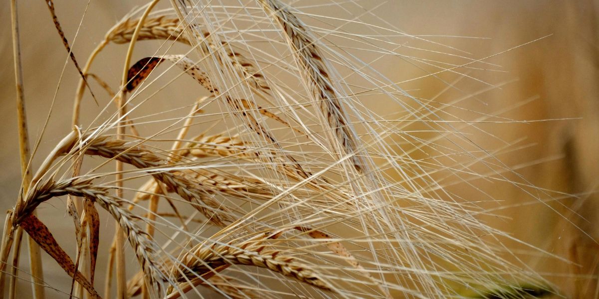 Triticum AC 150: Trigo Produtivo e Sustentável para Portugal