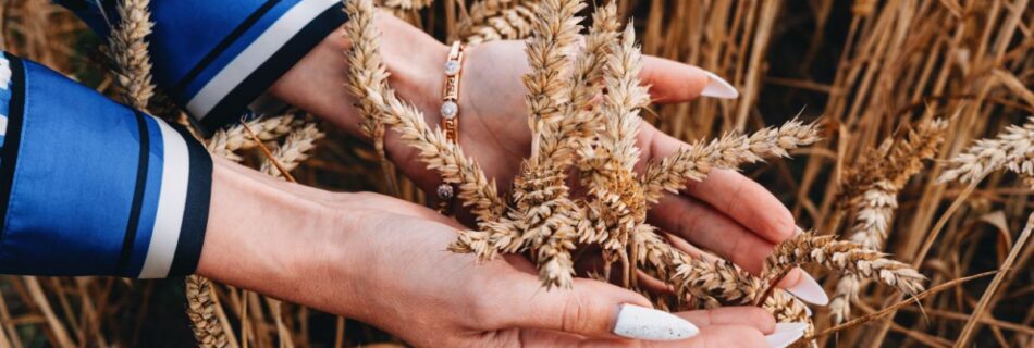 Triticum Od: O Trigo Antigo que Promete um Futuro Sustentável