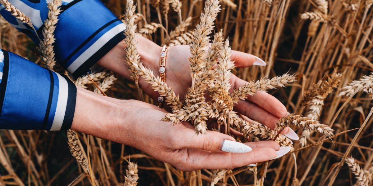 Triticum Od: O Trigo Antigo que Promete um Futuro Sustentável